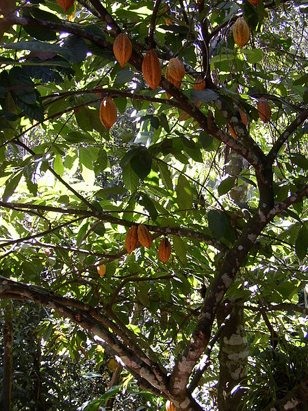 Kakaobaum Chocofalla