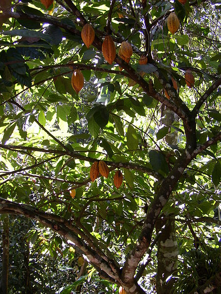 Kakaobaum Kakaobaum Chocofalla